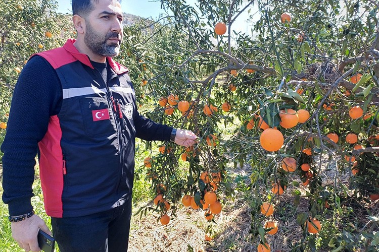 Adana'da dondan etkilenen alanlarda inceleme sürüyor