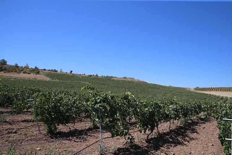 Atıl alanlarda oluşturulan bağlardan ilk ürünler alındı