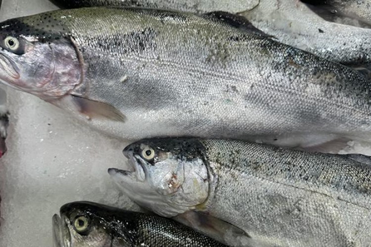 Ardahan'da somon yetiştirilecek