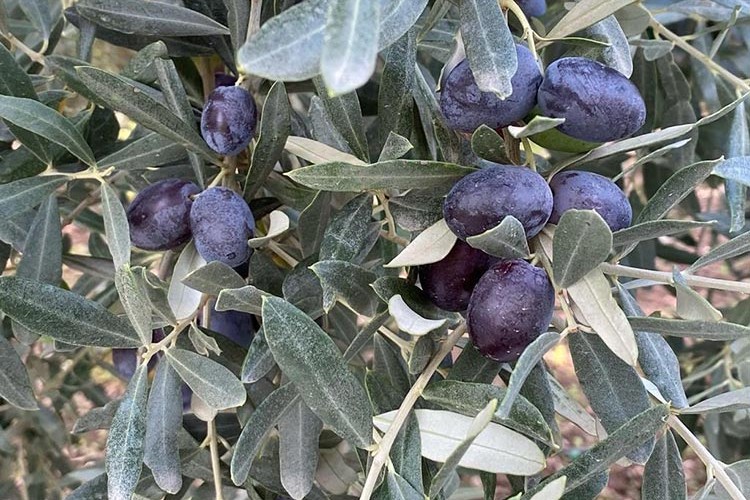 Ağustos ayında 1 milyar 548 milyon dolarlık ihracat