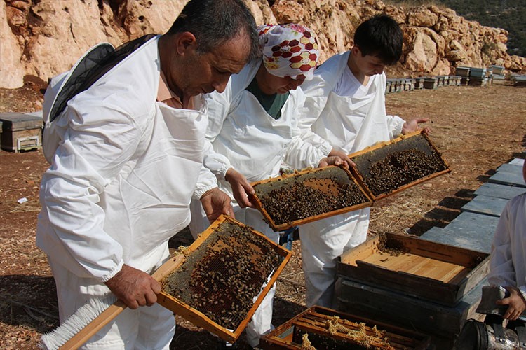 Mersin'de keçiboynuzu balında hasat dönemi başladı