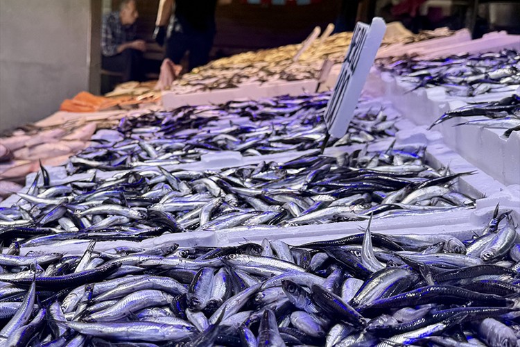 Trabzon'daki balıkçı tezgahlarında hamsi bolluğu yaşanıyor