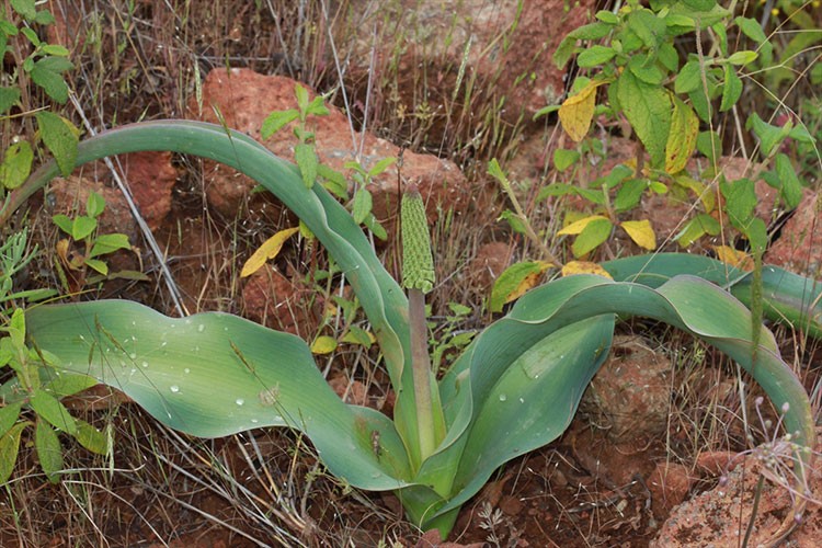 Yeni endemik bitki türüne "Balan Sümbülü" ismi verildi