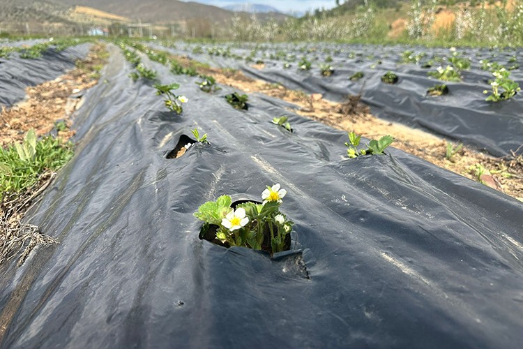 Isparta'da yayla çileğinde hasat dönemi