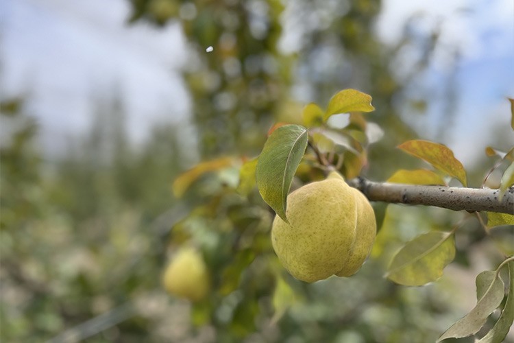 Ateş yanıklığı hastalığına karşı yeni armut çeşitleri geliştirildi