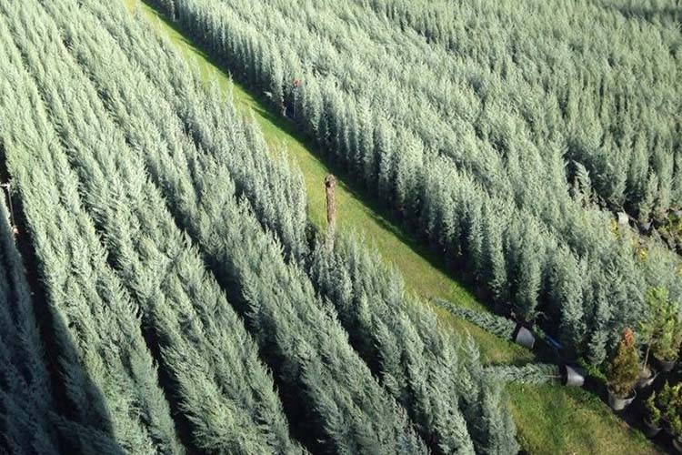 Salgın fidan talebini artırdı