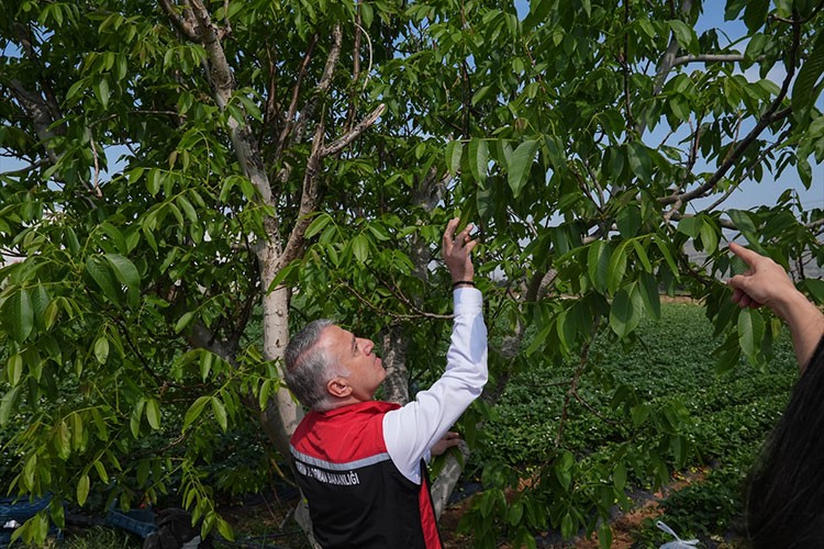 İzmir'de zirai don hasarı tespiti devam ediyor
