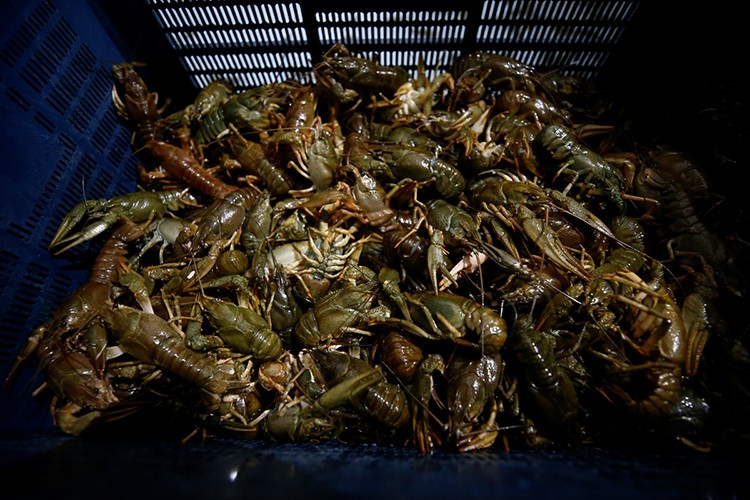 Balıkçılardan aldığı kerevitleri 15 ülkeye ihraç ediyor