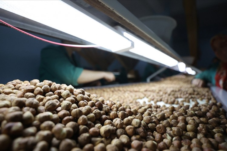 Türkiye'nin fındık ihracatı 6 ayda değerde yüzde 40 artış gösterdi