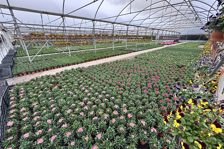 Süs bitkileri sektörü kurakçıl peyzaja yönelik üretim yapacak