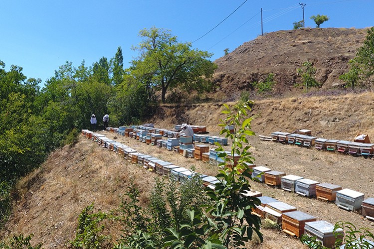 "Geven" balında yüksek rekolte beklentisi