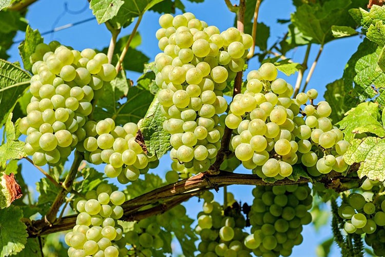 Manisa'nın tarım ürünleri dünyada yerini alıyor