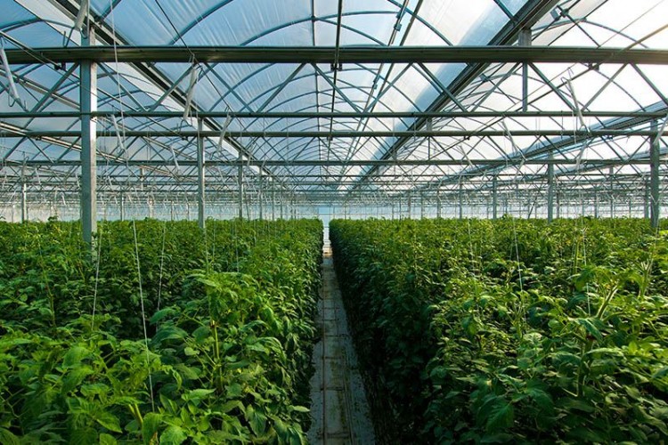 Maliyet odaklı modern sera geliştirme projesi meyve verdi