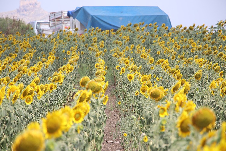 Çukurova'da yağışlar ayçiçeği üreticisini umutlandırdı