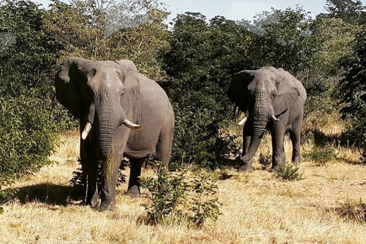 Damaraland'in ve Kaokoland'in güzel çocukları
