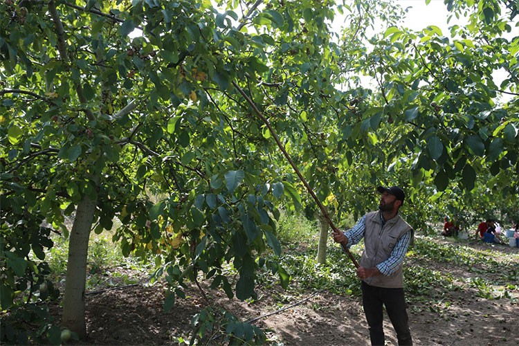 Tokat'ta ceviz üretim alanı genişliyor