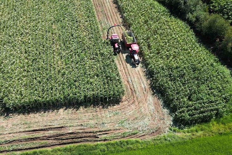 Bafra Ovası'nda silajlık mısırın hasadına başlandı