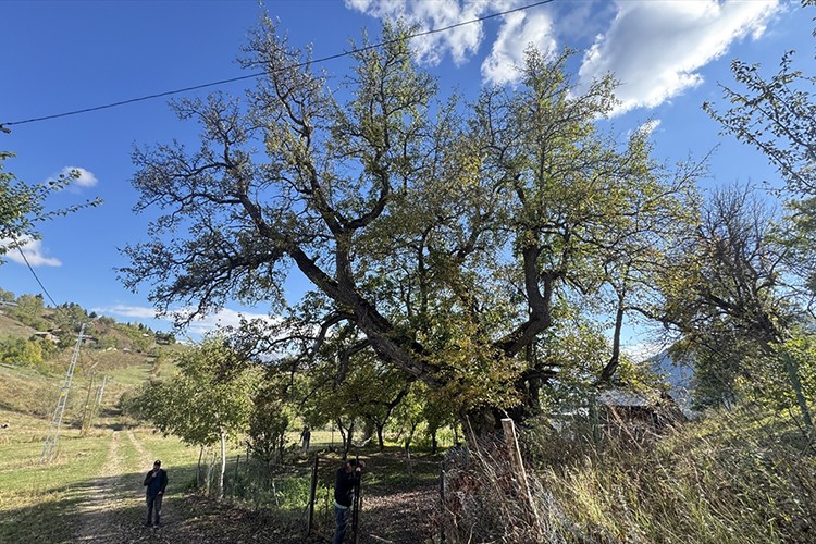 Artvin anıt ağaç zenginliğiyle öne çıkıyor