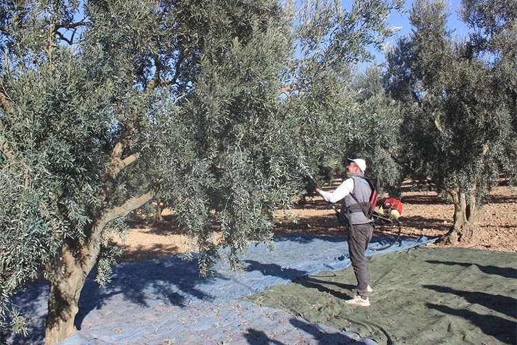 Zeytinde hasat devam ediyor