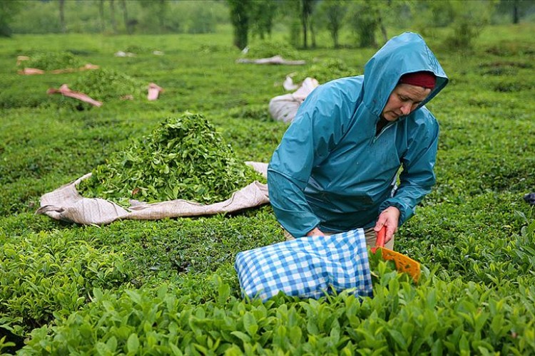 Çay üreticilerine destek ödemesi yarın yapılacak