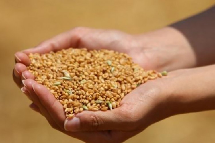 Ukrayna krizi buğday fiyatlarını yüzde 9.34 artırdı