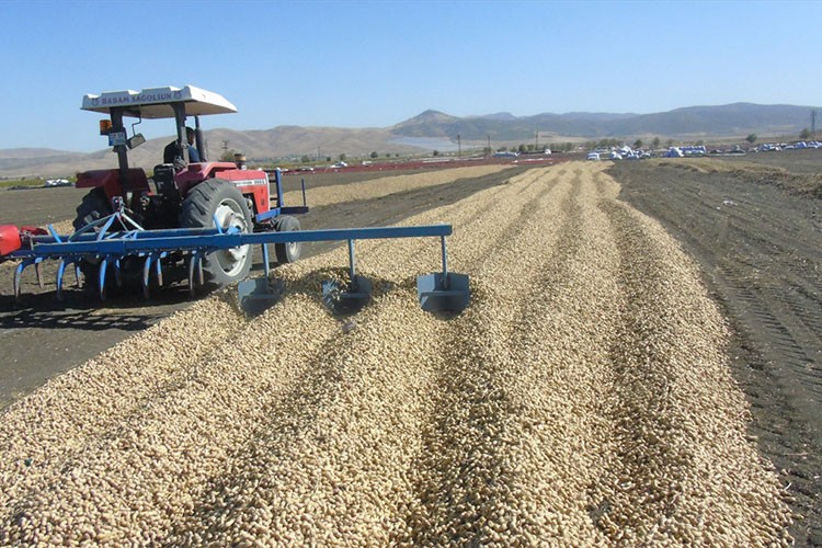 Gaziantep'te yer fıstığı hasadı başladı