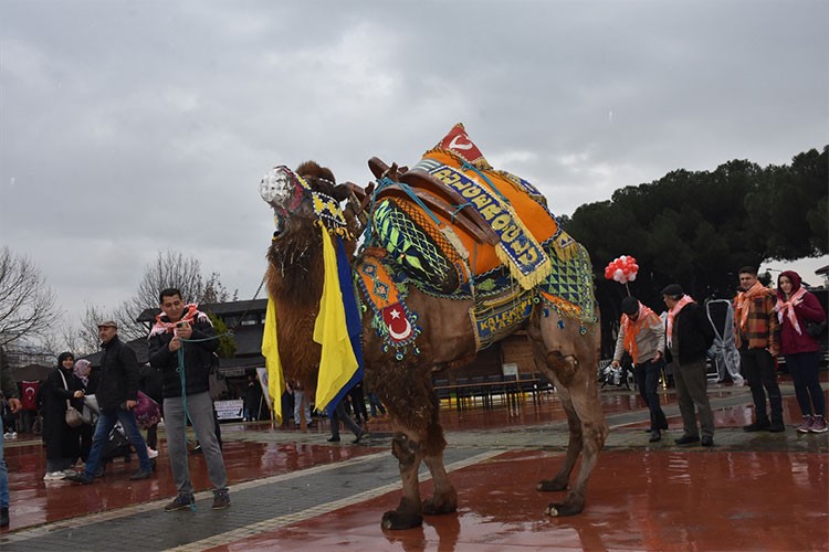 Aydın'da "En Yakışıklı Deve Yarışması" düzenlendi