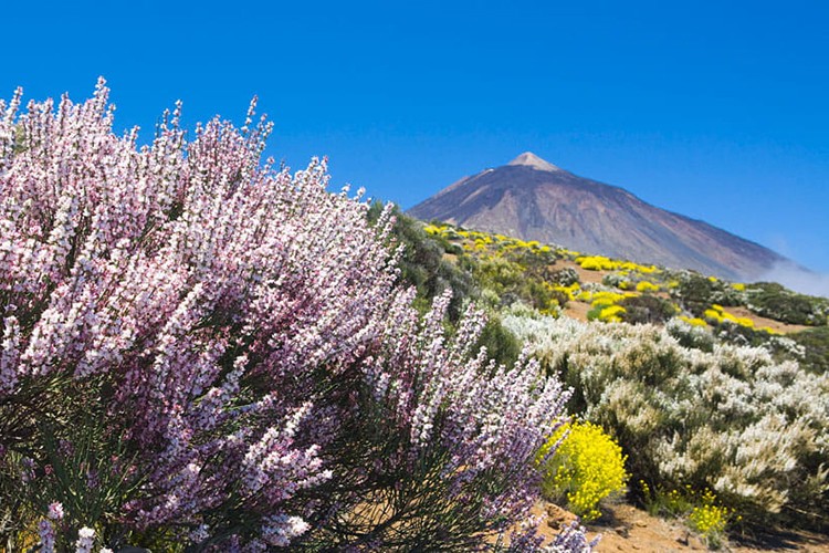 Ebedi Baharın Adası Tenerife...
