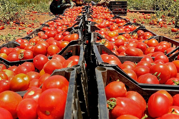 Rusya domates kotasını artırdı