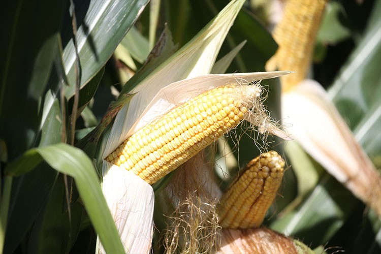 Hümik asitli silajlık mısır üretim denemesinde yüksek verim alındı