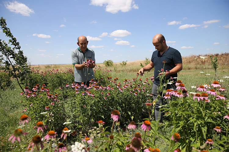 Ekinezya Trakya çiftçisine alternatif tarım ürünü olacak