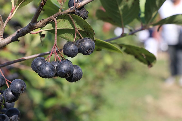 "Yalova aronyası" için hasat şenliği düzenlendi