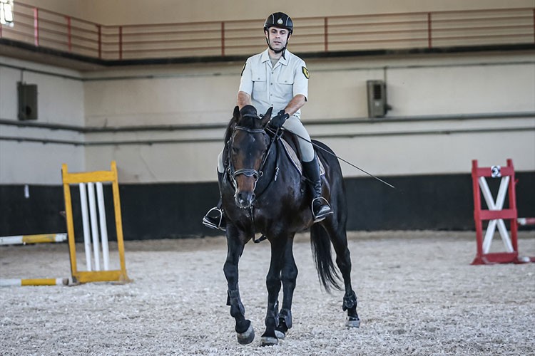 Binek ve tören atları Gemlik'te özenle yetiştiriliyor