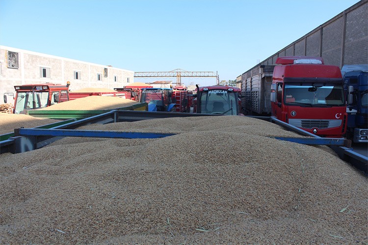 Hasat edilen çeltiğin alım işlemleri sürüyor