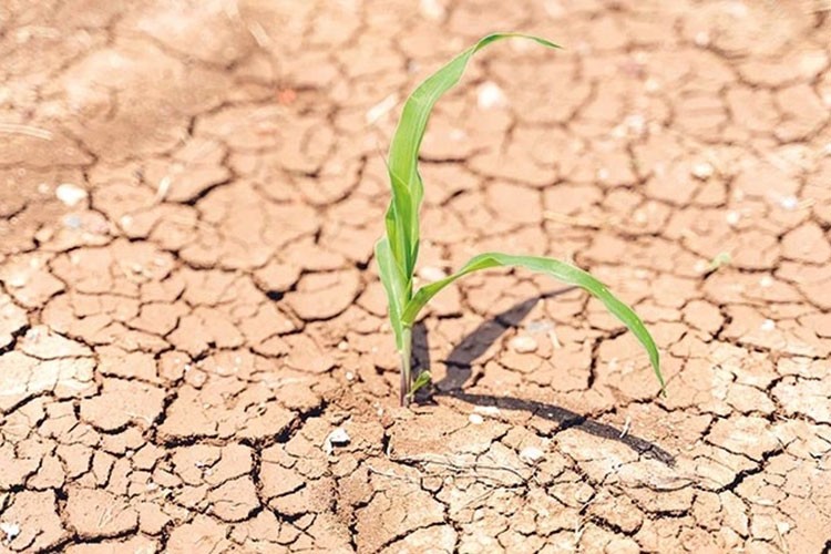 Kuraklığa karşı her alanda risk yönetiminin yapılması önem arz ediyor