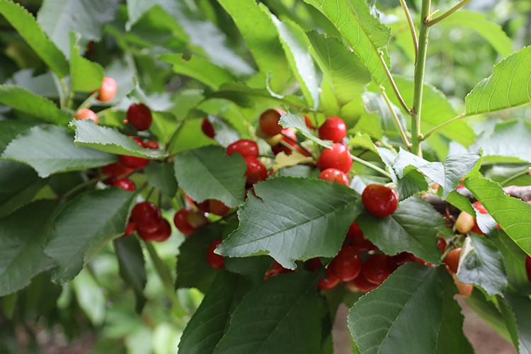 Kiraz hasat şenliğine gençler enerji kattı