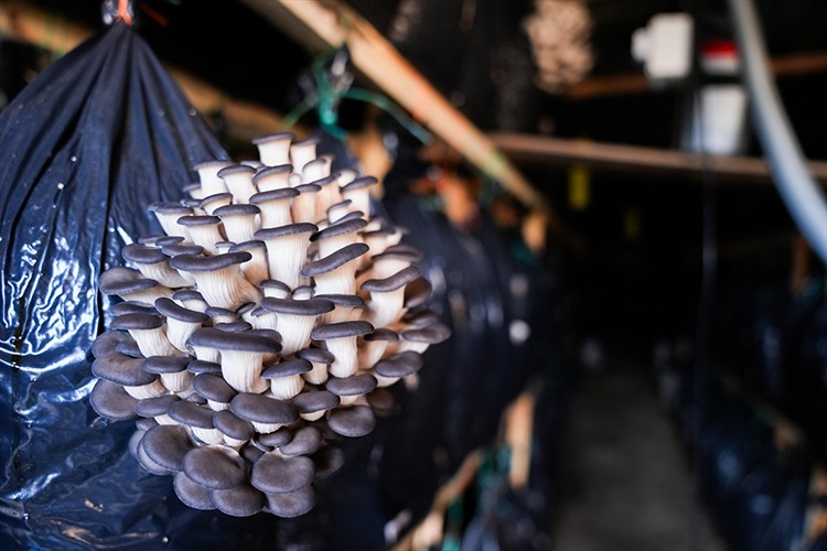 Mantar yetiştiriciliği Güzelbahçe'de üretim modeline dönüştü