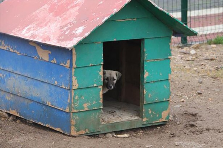 Kedi ve köpek kulübesi alınacak