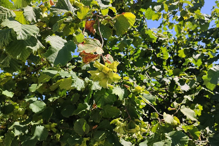 Samsun'da tahmini fındık rekolte çalışması yürütülüyor