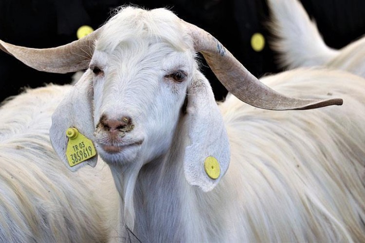 Kurbanlık alacaklara "küpe" ve "pasaport" uyarısı