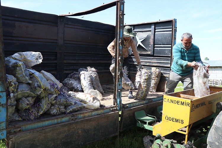 Mor patates üretimini 5'e katlayan girişimci çiftçilere örnek oluyor