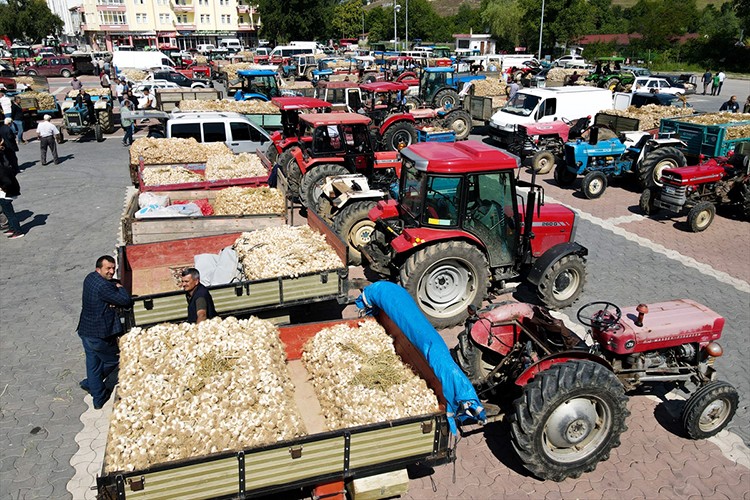 Taşköprü sarımsağı pazardaki yerini aldı