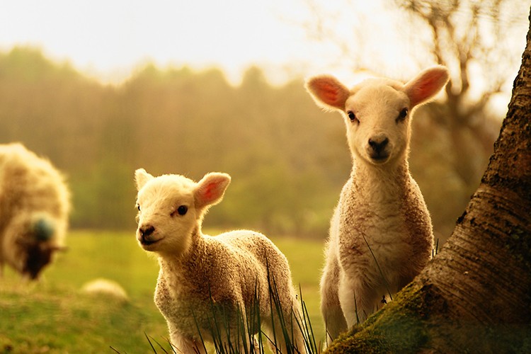 Ziraat'ten 120 bin koyunluk destek!