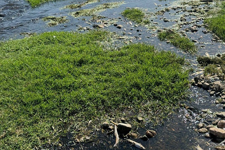 Atık suyla balıkları öldüren işletmeye ceza