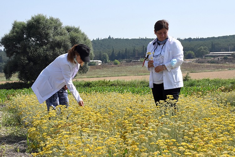 Tıbbi ve aromatik bitki yetiştirerek eğitime katkı sağlıyorlar