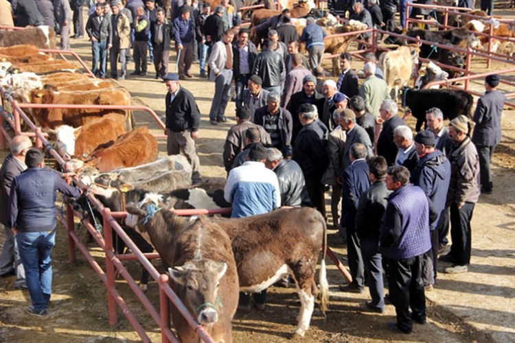 Kastamonu Canlı Hayvan Pazarı kapatıldı