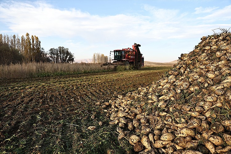 Bayburt'ta şeker pancarı üretim alanı 5 yılda 6 kat arttı