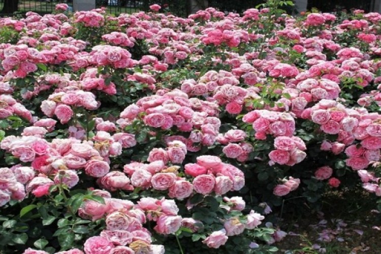 Isparta'daki gül bahçelerinde hasadın son günleri yaşanıyor