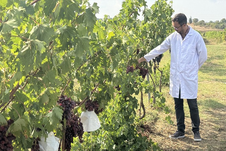 50 yeni üzüm çeşidi tescil için gözlemlenecek