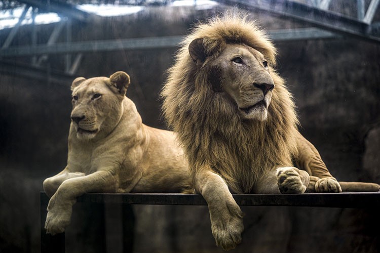 Aslan ailesinin soyu 14 yaşındaki baba aslan Deniz'den geliyor